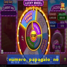 numero papagaio no jogo do bicho